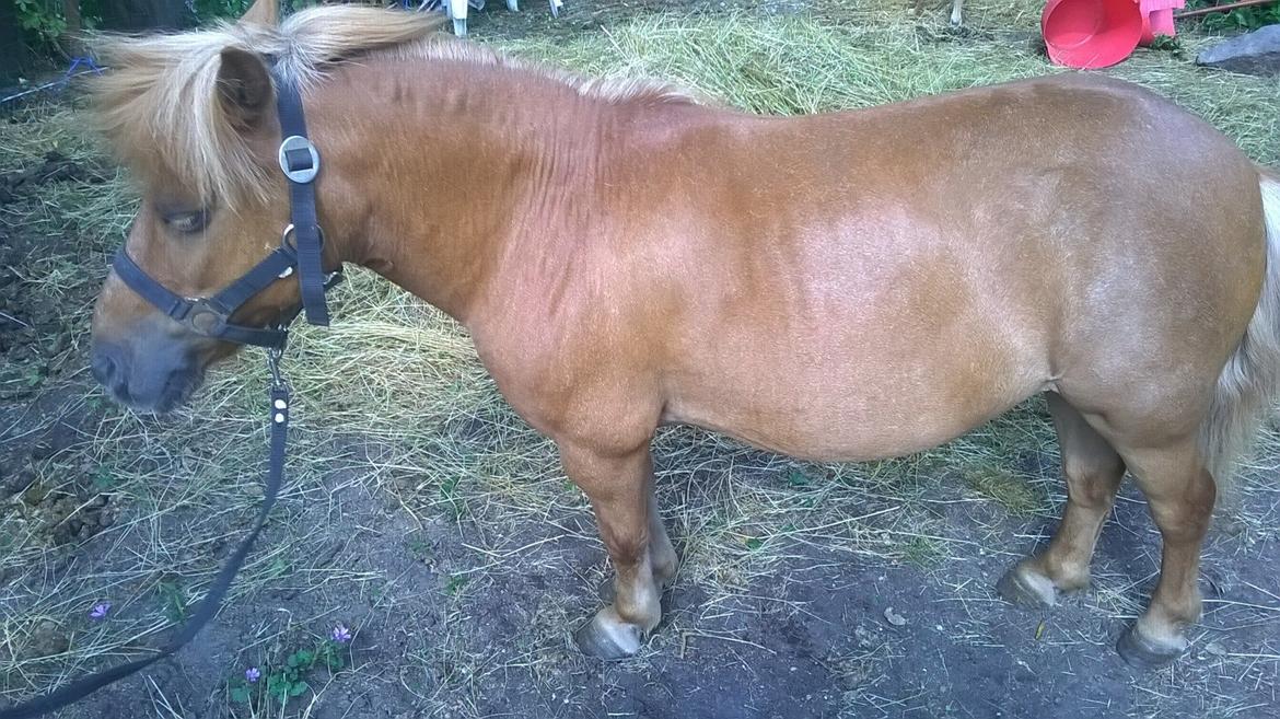 Shetlænder Tulle billede 4