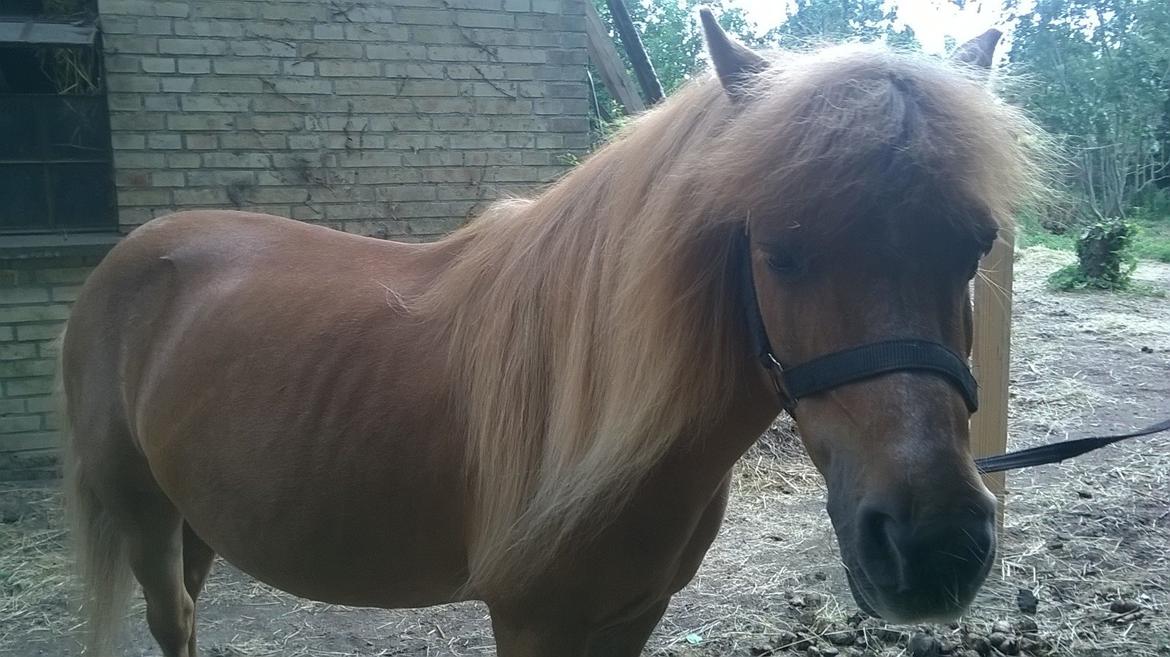 Shetlænder Tulle billede 5