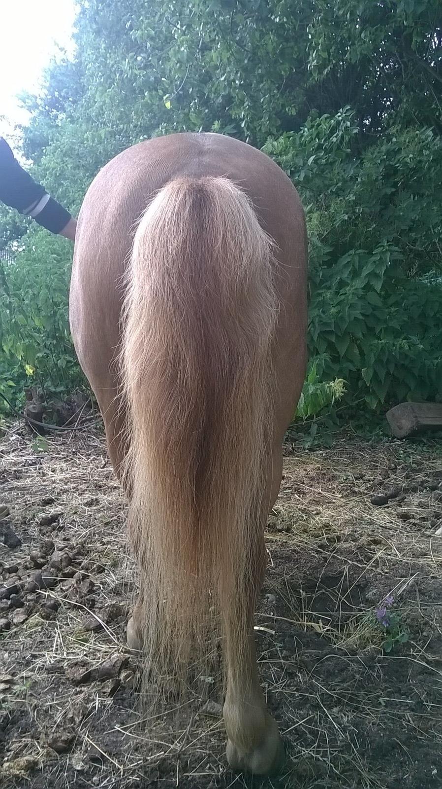 Shetlænder Tulle billede 6