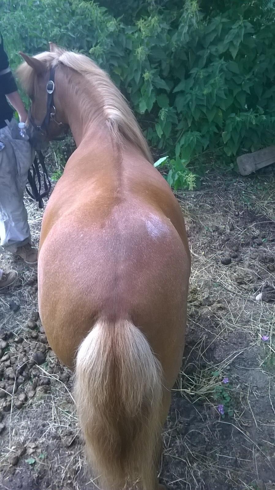 Shetlænder Tulle billede 7