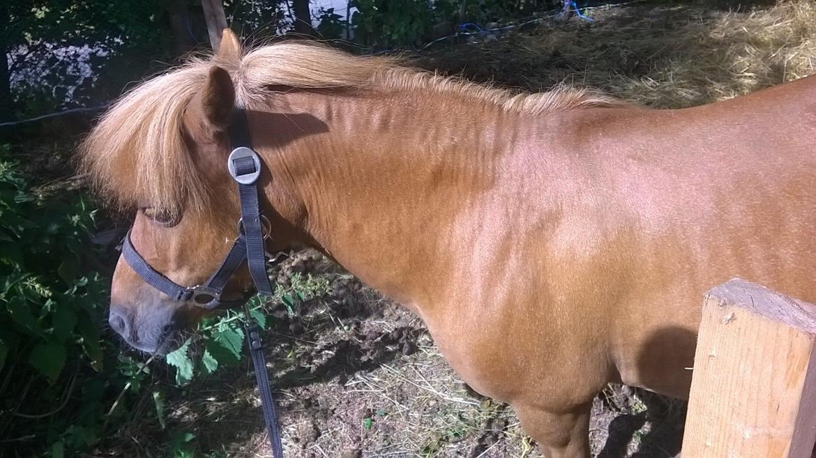 Shetlænder Tulle billede 8