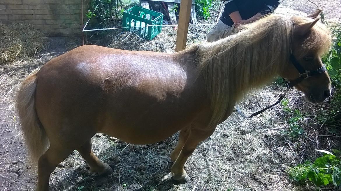 Shetlænder Tulle billede 9