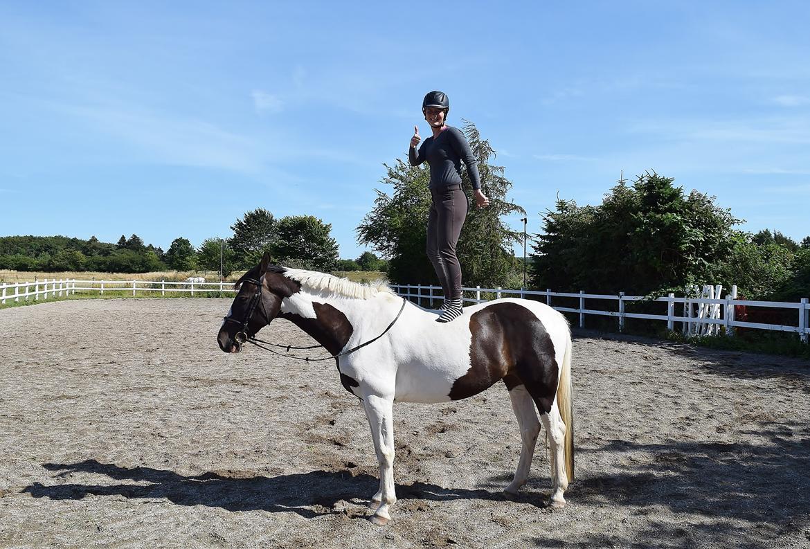 Pinto SØGAARDS MASTERPIECE (Solgt) billede 6