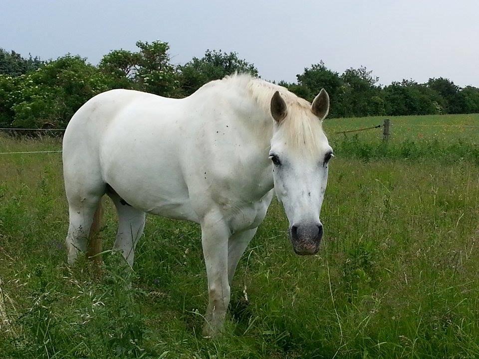 Connemara Teglstrups Prince Koheilan billede 12