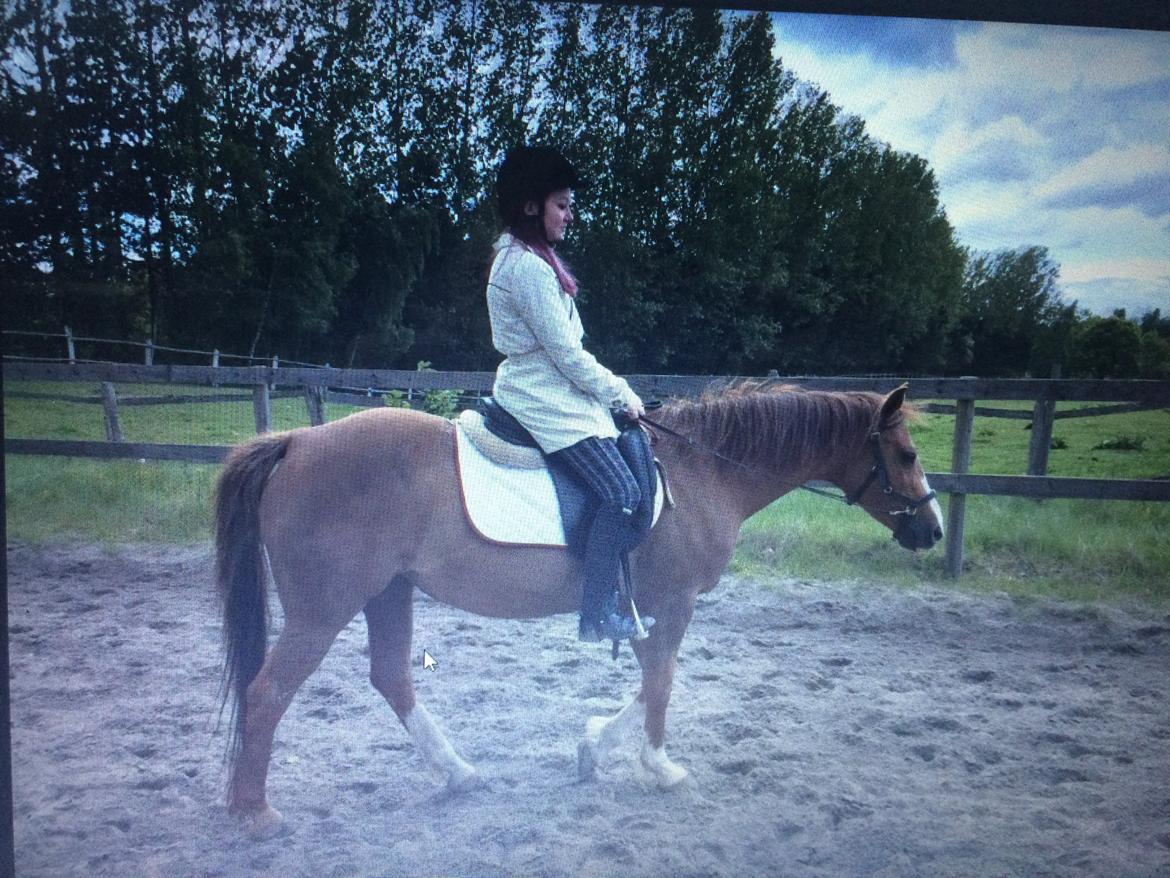 New Forest Oosterhoffs sec ond-hand rose RIP billede 9