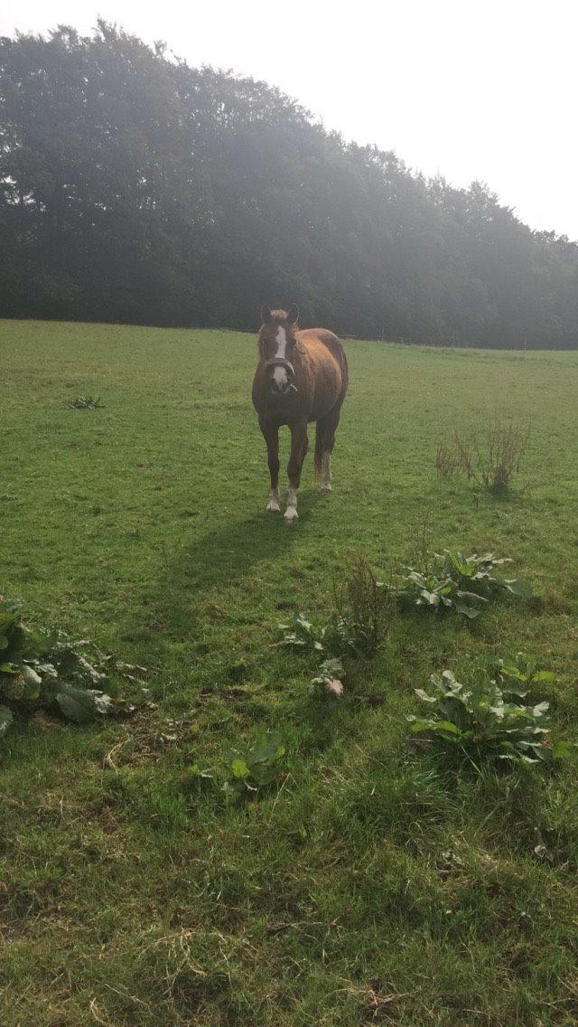 New Forest Oosterhoffs sec ond-hand rose RIP billede 12