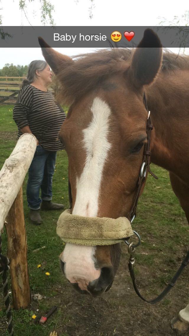 New Forest Oosterhoffs sec ond-hand rose RIP billede 16