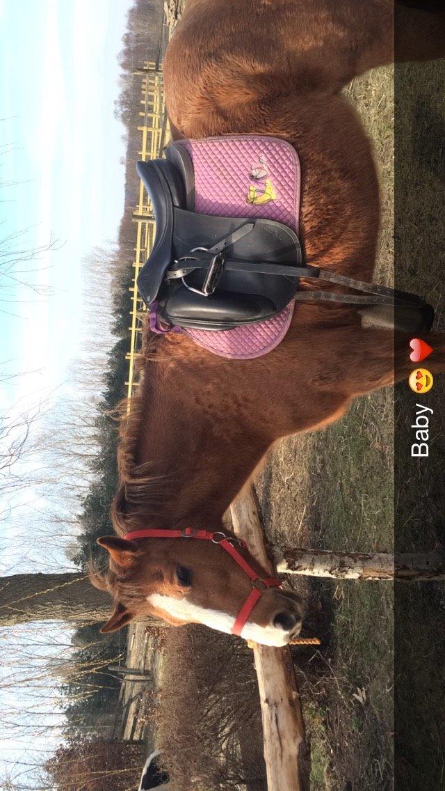 New Forest Oosterhoffs sec ond-hand rose RIP billede 17