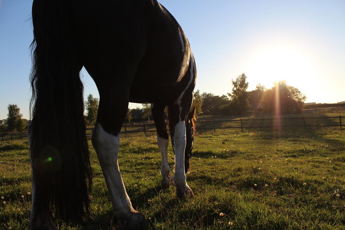 Barockpinto Tonga Tonga billede 19