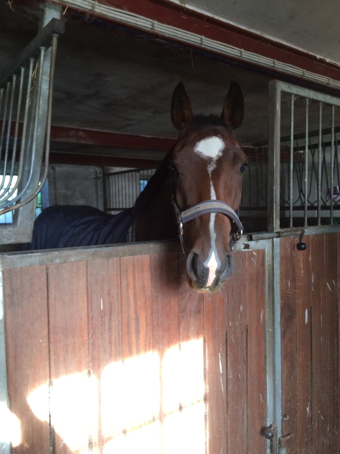 Dansk Varmblod M.B Ambition's Boy billede 29