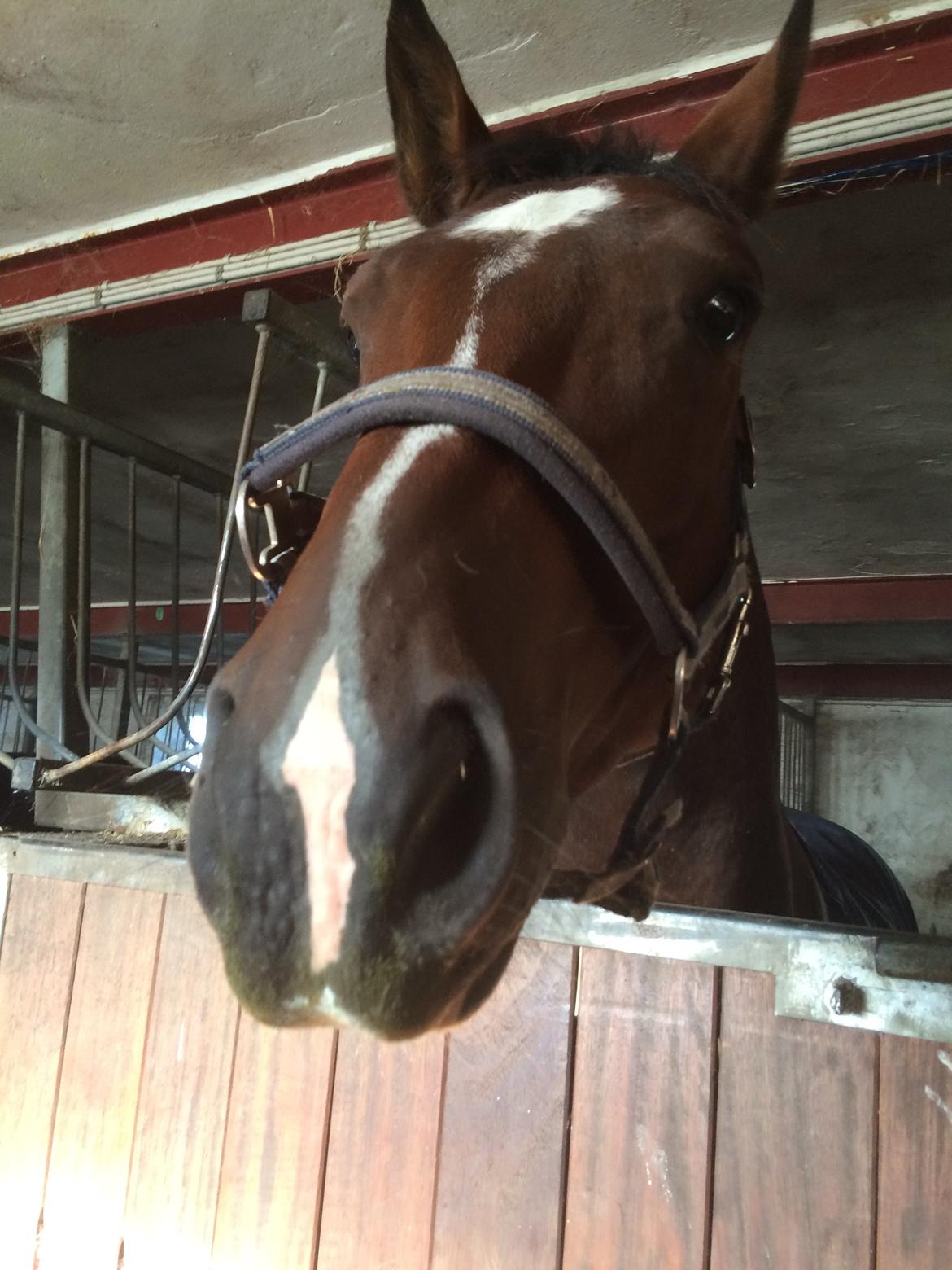 Dansk Varmblod M.B Ambition's Boy billede 33