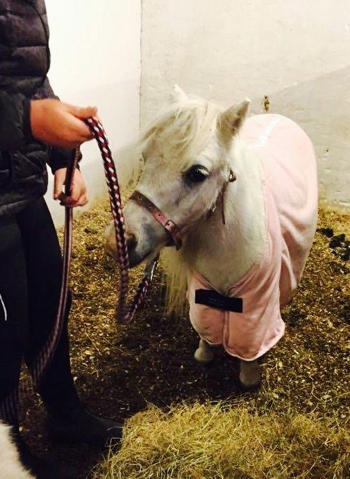 Hollandsk Miniature Krystal R.I.P <3 - Lige før sidste farvel! <3 billede 20