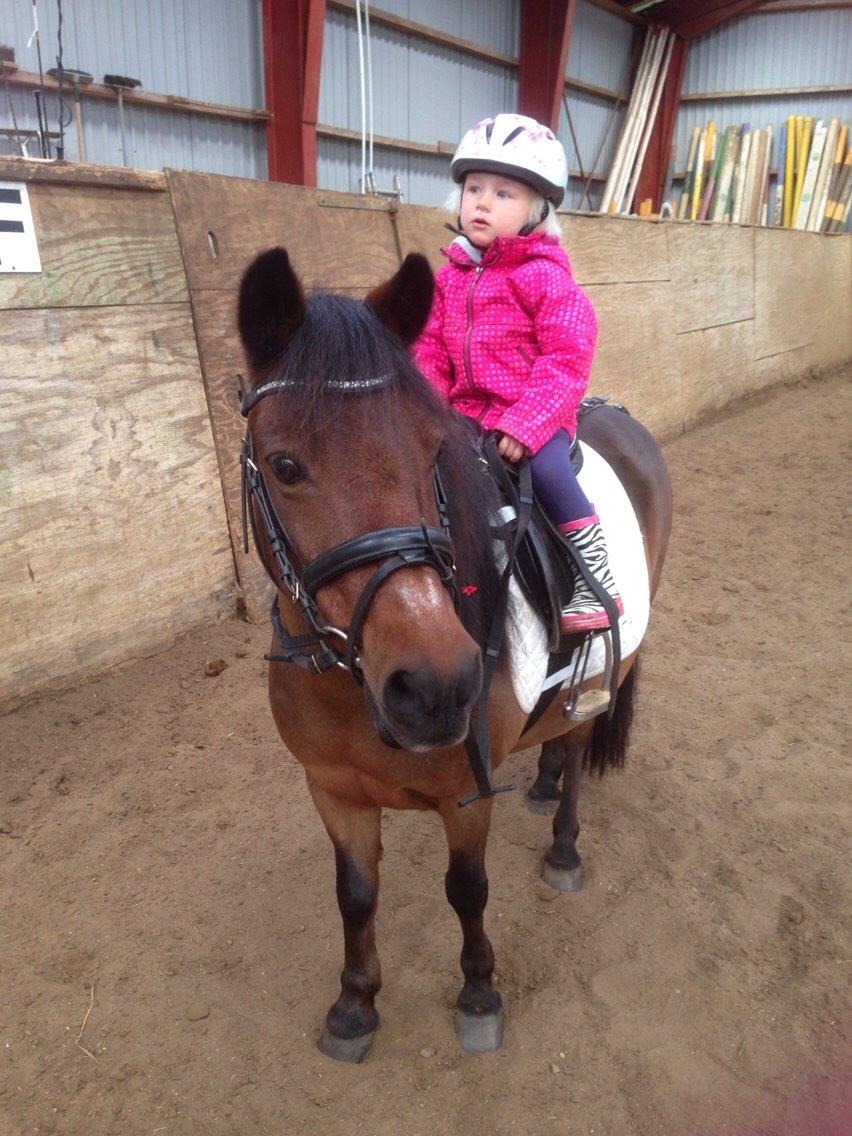 Anden særlig race Sjoko ( sjocho ) billede 1