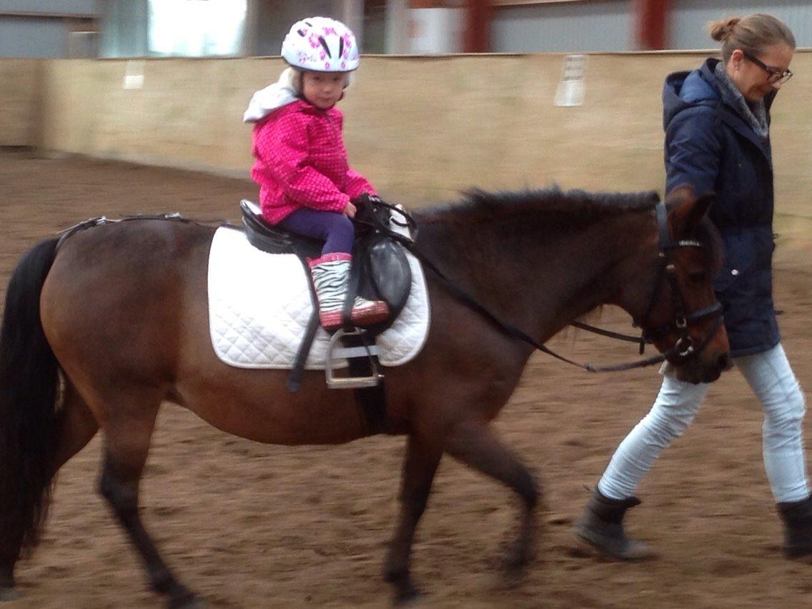 Anden særlig race Sjoko ( sjocho ) billede 2