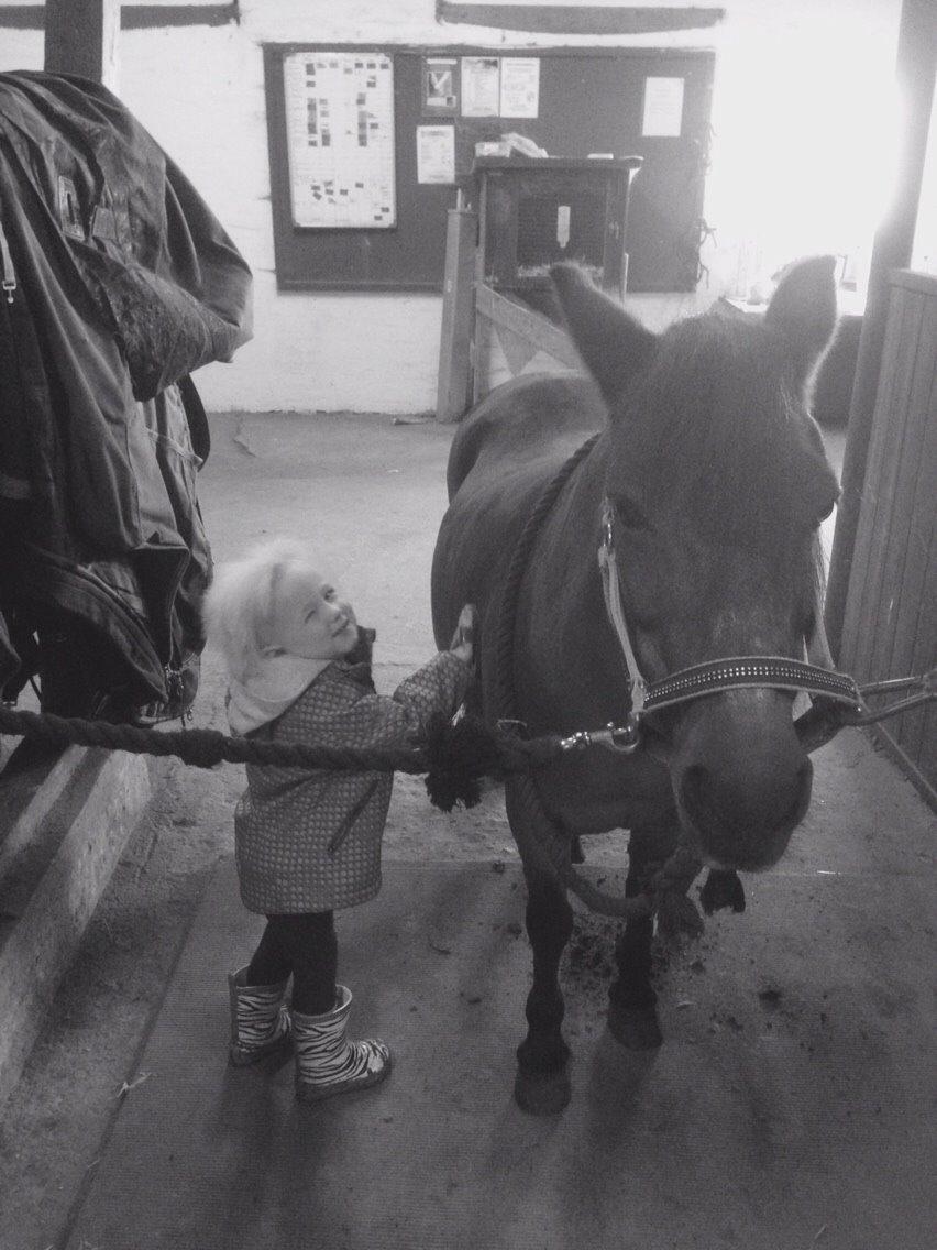 Anden særlig race Sjoko ( sjocho ) billede 3