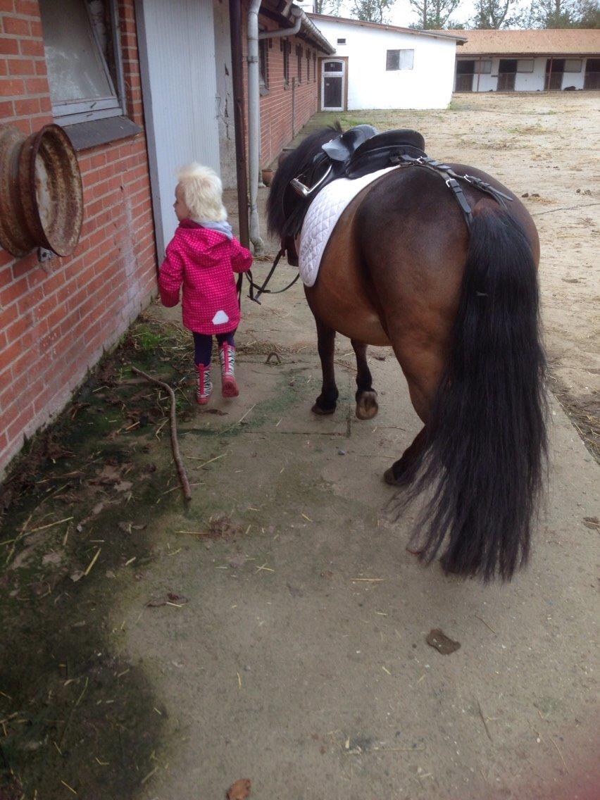 Anden særlig race Sjoko ( sjocho ) billede 4