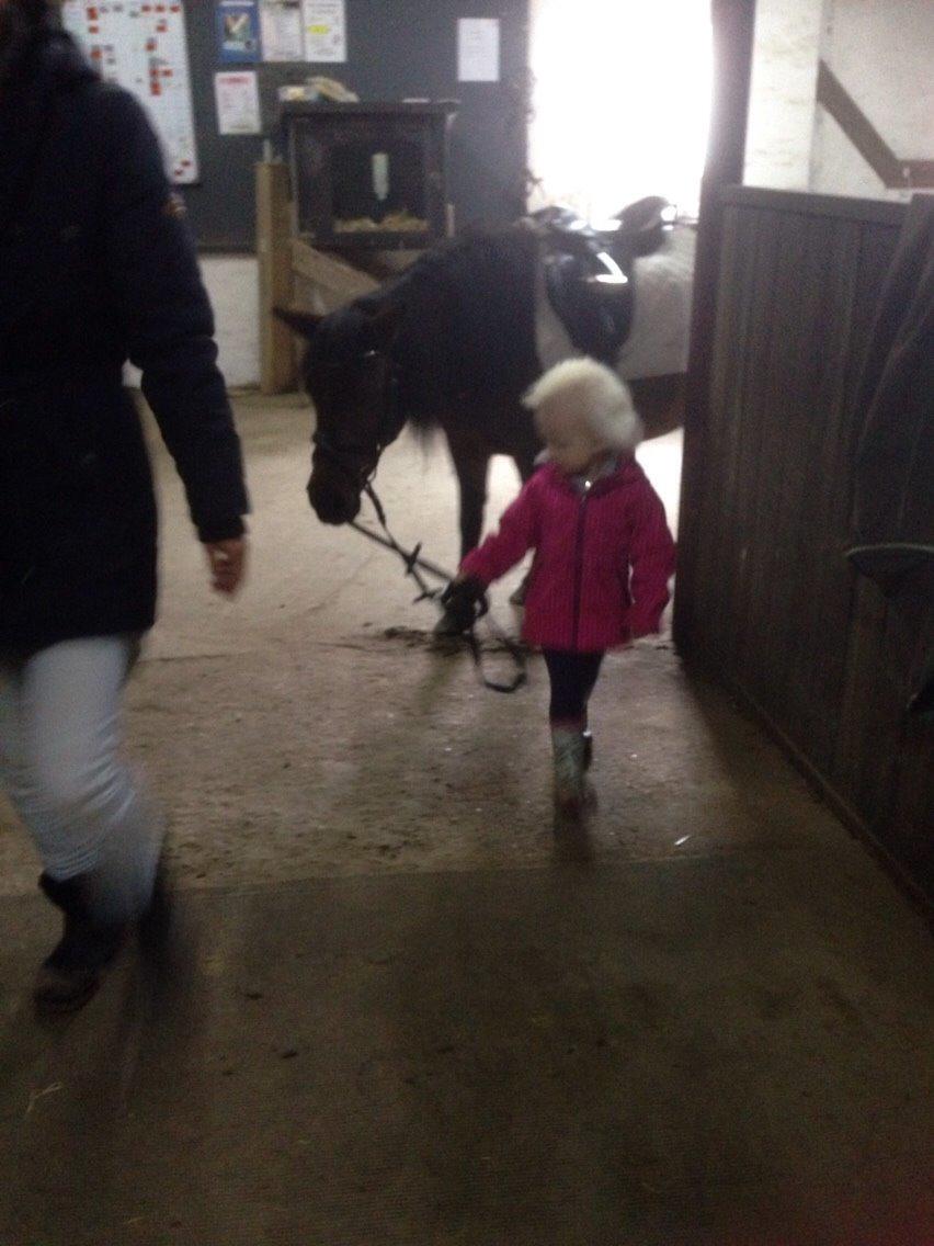 Anden særlig race Sjoko ( sjocho ) billede 5