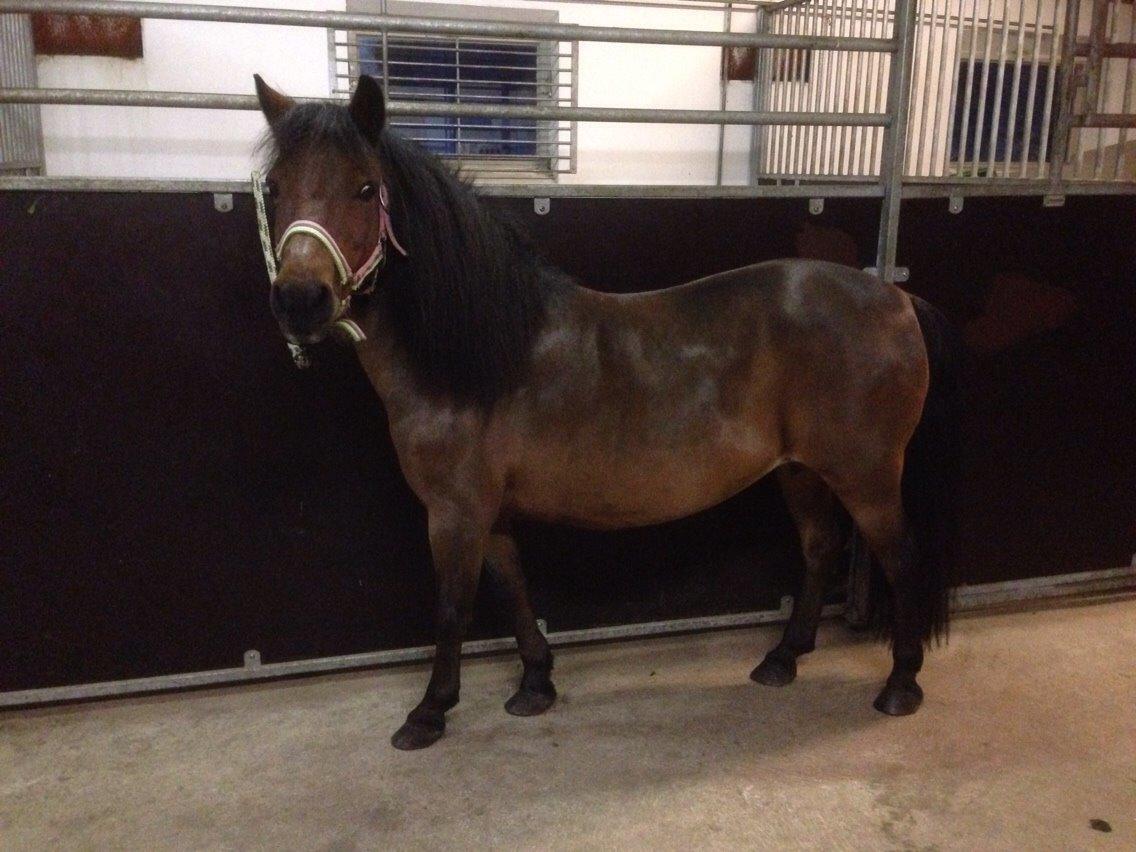 Anden særlig race Sjoko ( sjocho ) billede 6