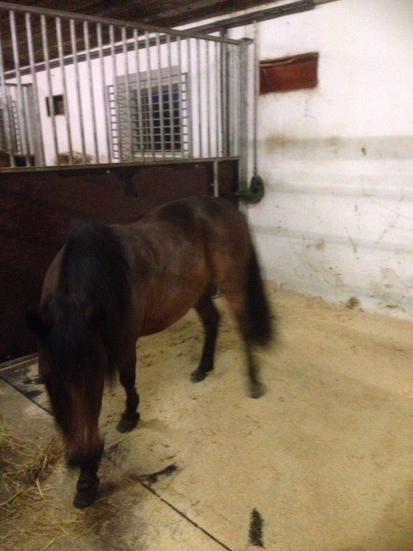 Anden særlig race Sjoko ( sjocho ) billede 7