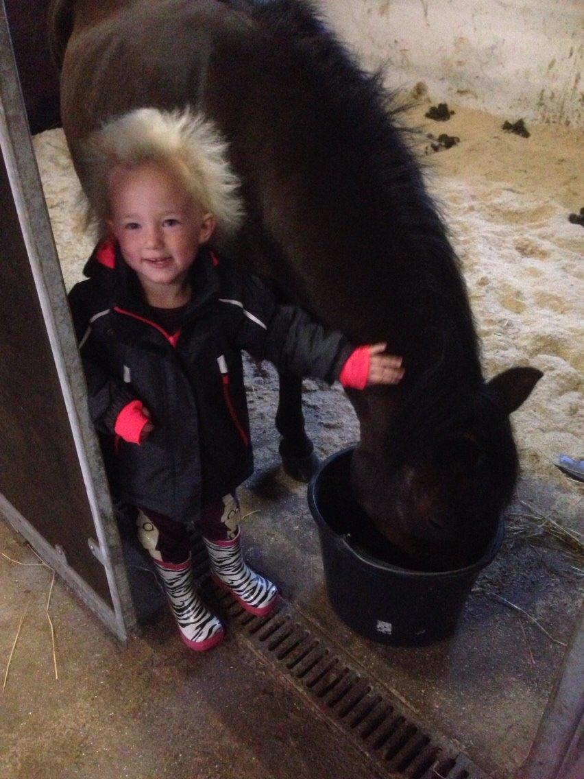 Anden særlig race Sjoko ( sjocho ) billede 8