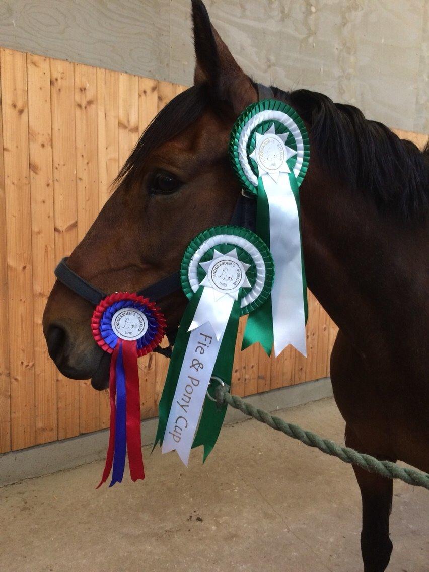 DSP Ellen - Dygtige dellen til Fie og Pony cuppen<3 billede 32