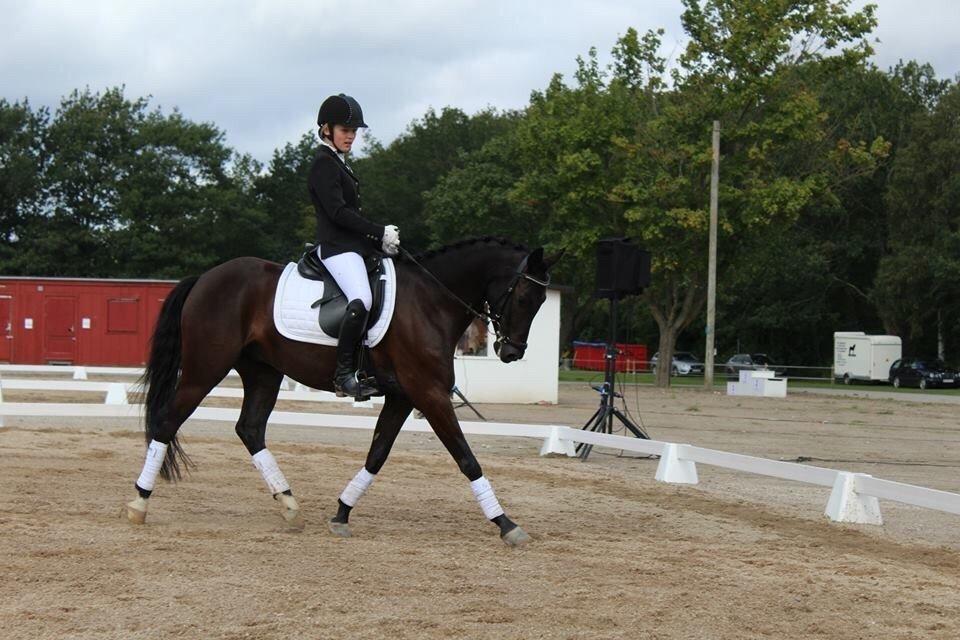 Welsh Partbred (Sec F) Laibek's Fulton - "B" pony !!!! - fulton på store hestedag billede 20