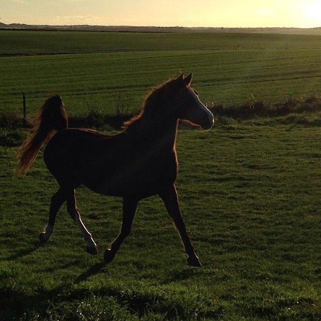 Anden særlig race Vestergårds La Foxy billede 40