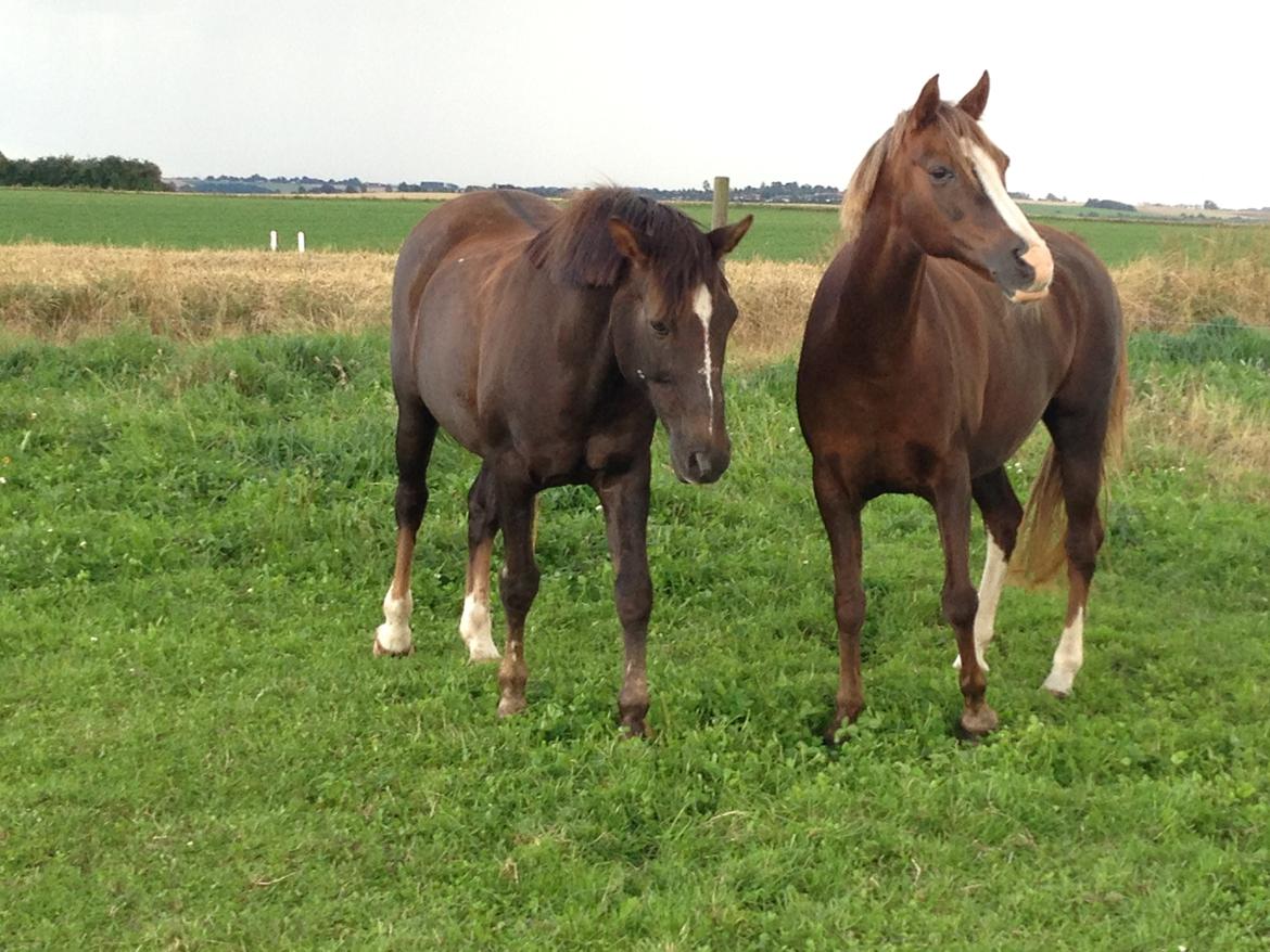 Anden særlig race Vestergårds La Foxy billede 46