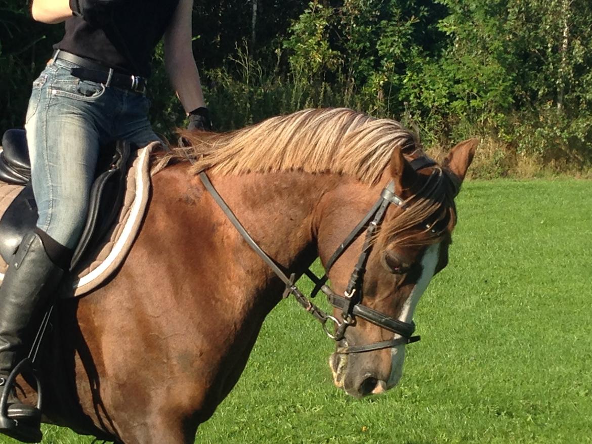 Anden særlig race Vestergårds La Foxy billede 43