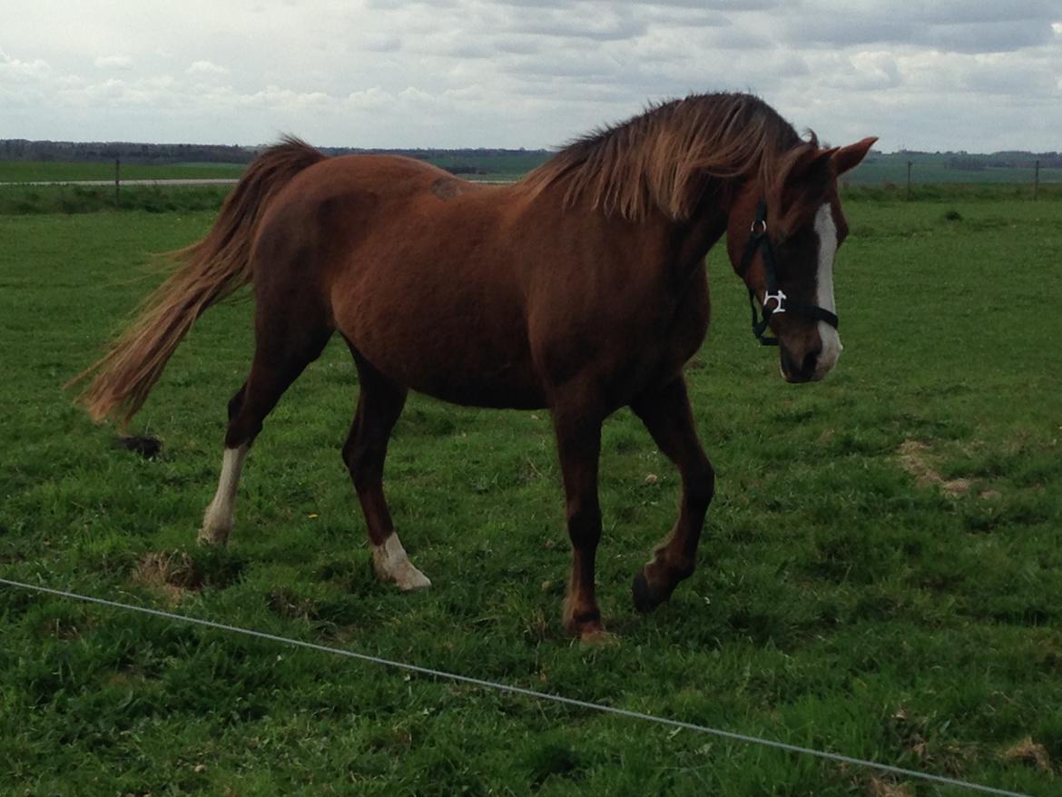 Anden særlig race Vestergårds La Foxy billede 33