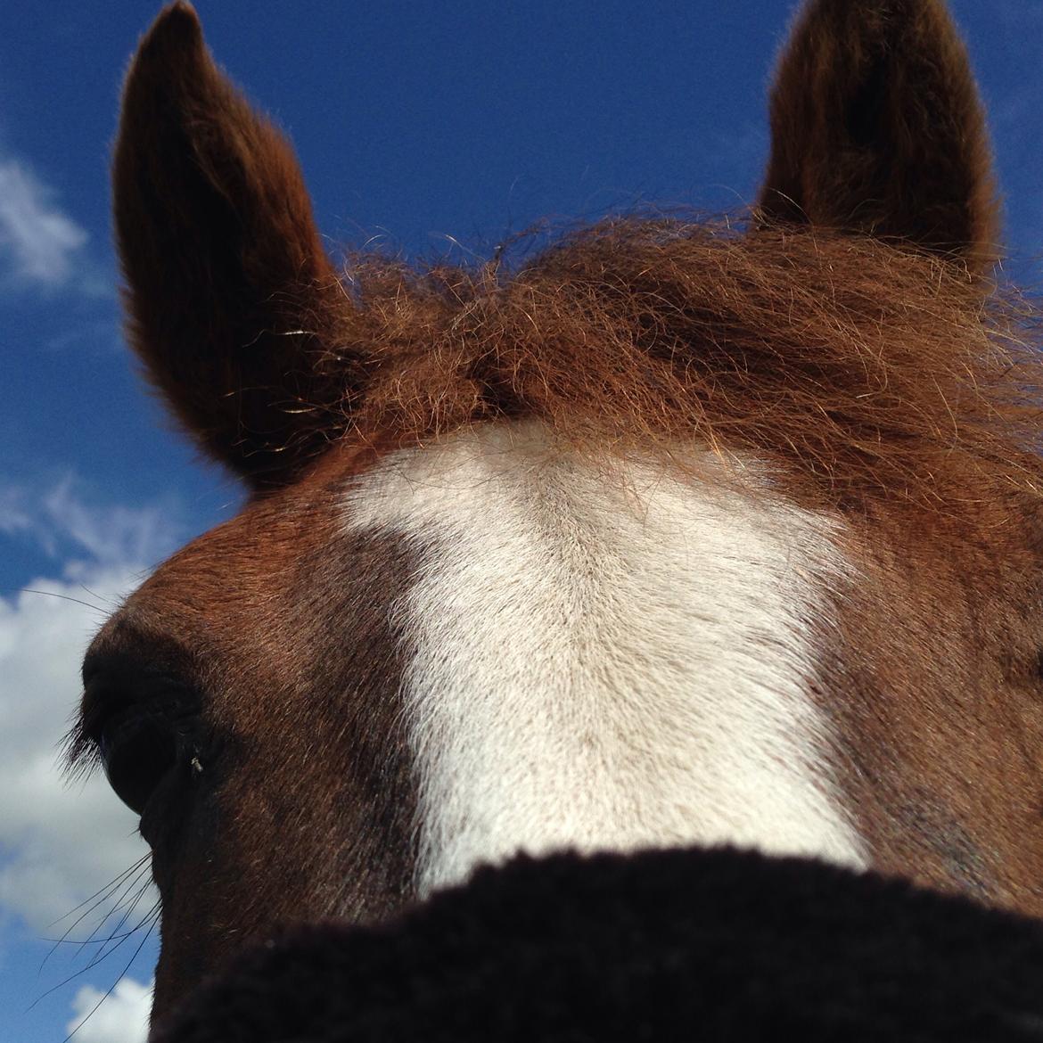 Anden særlig race Vestergårds La Foxy billede 37