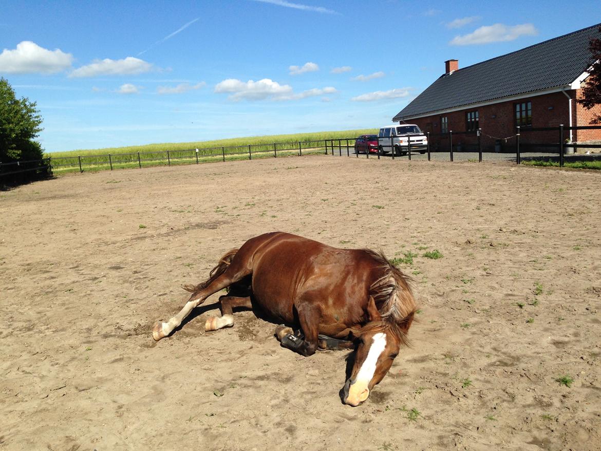 Anden særlig race Vestergårds La Foxy billede 38