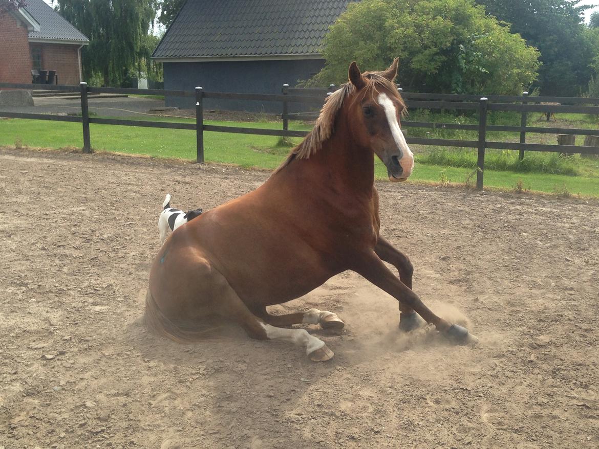 Anden særlig race Vestergårds La Foxy billede 42