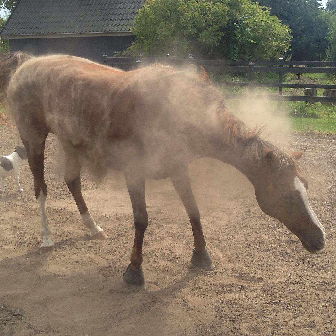Anden særlig race Vestergårds La Foxy billede 44