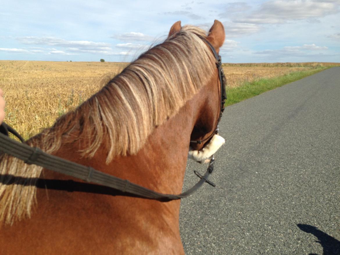 Anden særlig race Vestergårds La Foxy billede 47