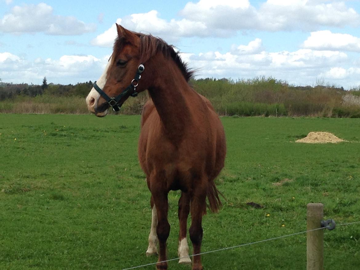 Anden særlig race Vestergårds La Foxy billede 34