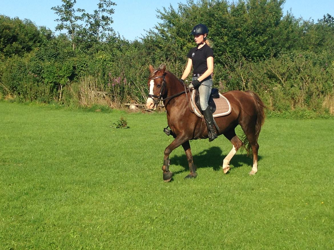 Anden særlig race Vestergårds La Foxy billede 50