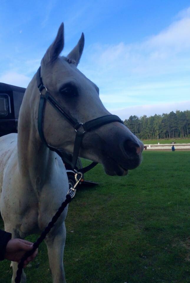 Arabisk fuldblod (OX) Ho-Cosmo billede 6