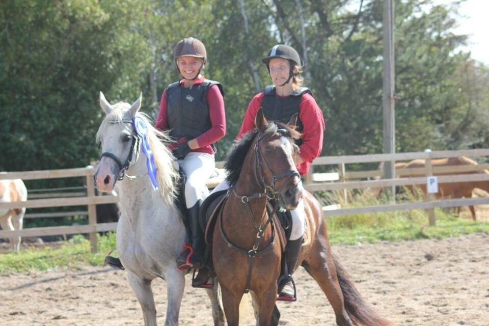 Arabisk fuldblod (OX) Ho-Cosmo billede 8