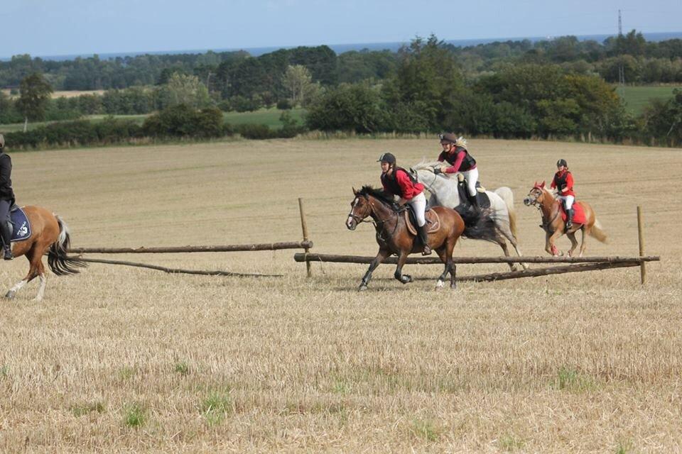 Arabisk fuldblod (OX) Ho-Cosmo billede 13