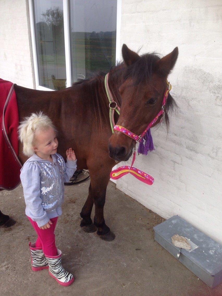 Anden særlig race Sjoko ( sjocho ) billede 10