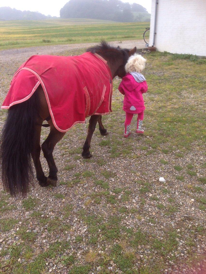 Anden særlig race Sjoko ( sjocho ) billede 11
