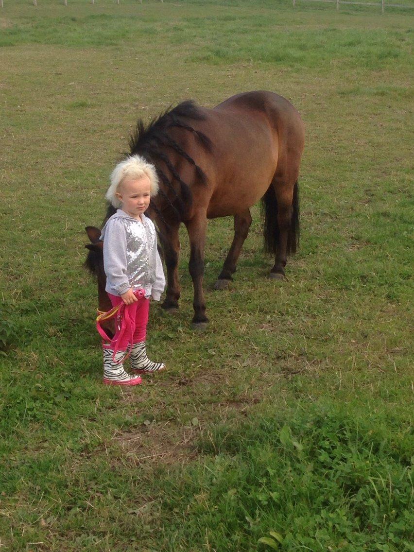 Anden særlig race Sjoko ( sjocho ) billede 9