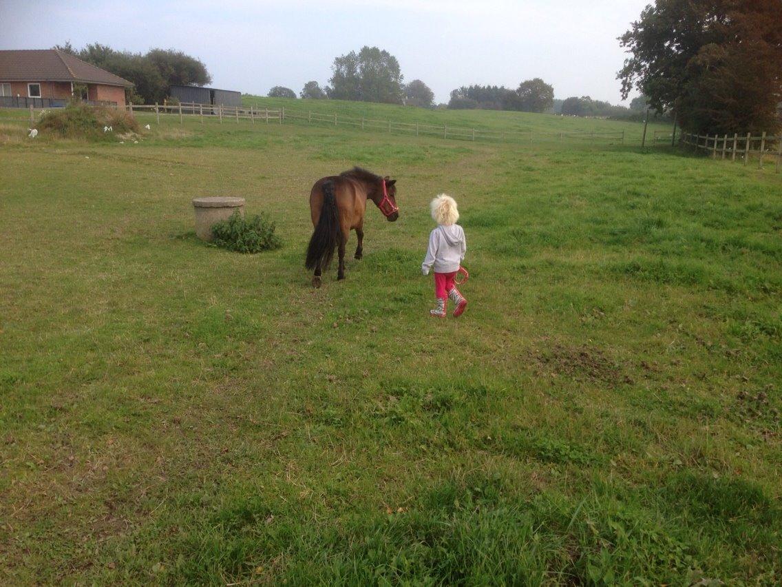 Anden særlig race Sjoko ( sjocho ) billede 12