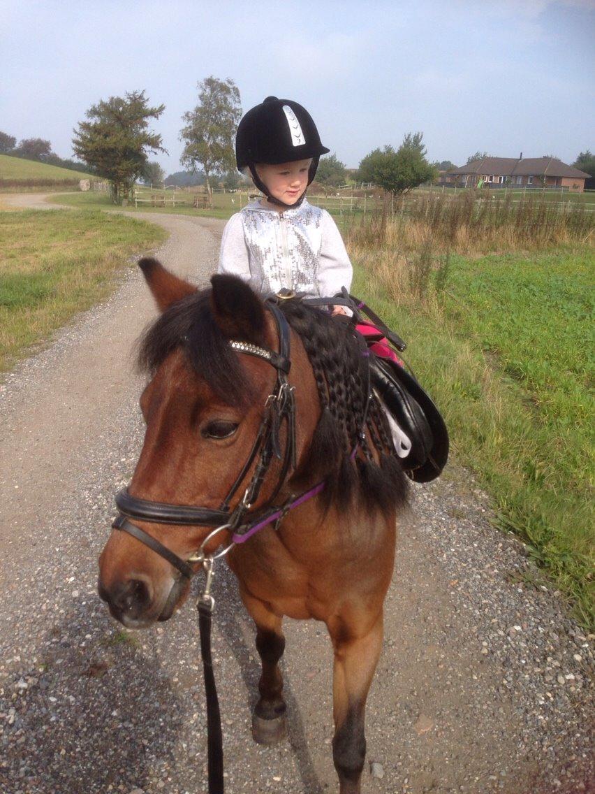 Anden særlig race Sjoko ( sjocho ) billede 13