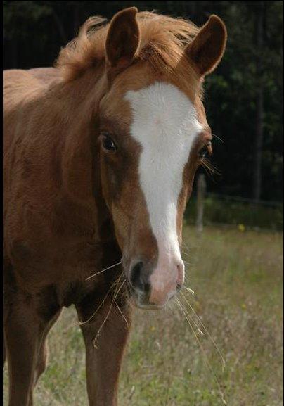 DSP Primartell  - Baby Prima <3 billede 2