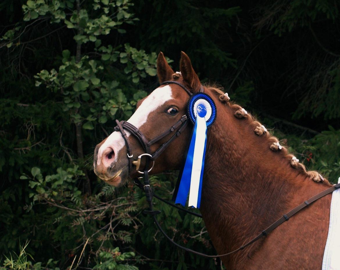 DSP Primartell  - Prima til hans 2. stævne på SIR <3 billede 14