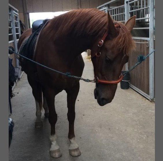 Hollandsk Varmblod Esiena billede 6