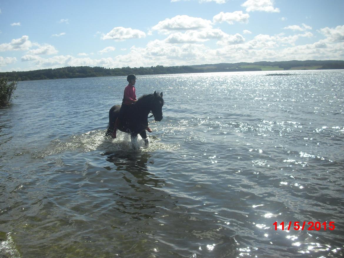 Irsk Sportspony Jason - Det var første gang jeg badede med min dejlige Jason billede 4
