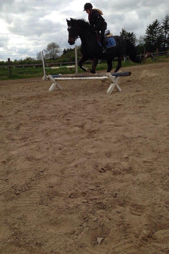 Irsk Sportspony Jason billede 10